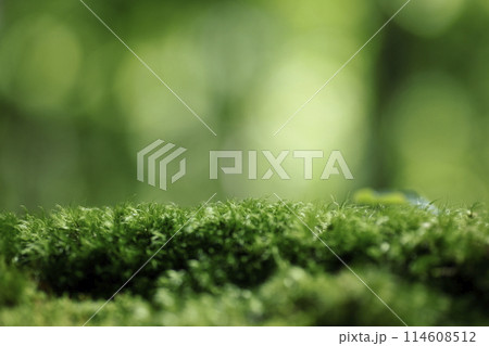 森林の背景イメージ 森林の背景イメージ 114608512