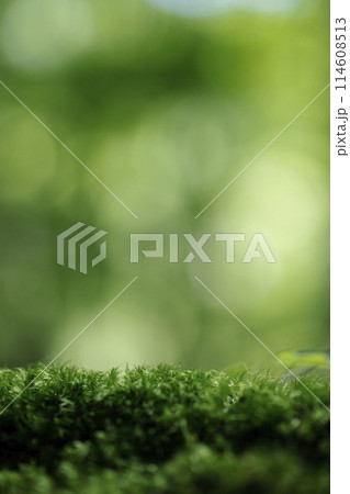 森林の背景イメージ 森林の背景イメージ 114608513