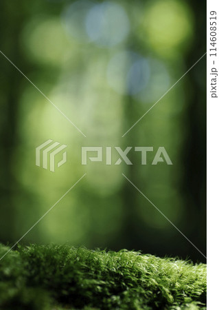 森林の背景イメージ 森林の背景イメージ 114608519