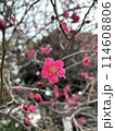 赤い梅の花 114608806