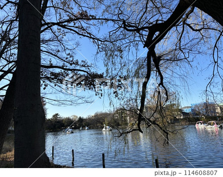 ロマンチックな朝の公園 114608807
