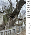 青渭神社のハートのケヤキ 114608808