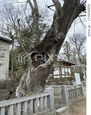 青渭神社のハートのケヤキ 114608808