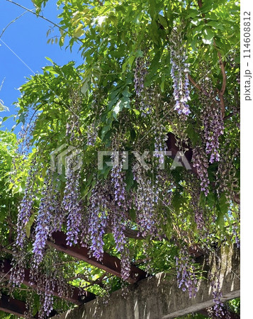 青空に映える藤の花 114608812