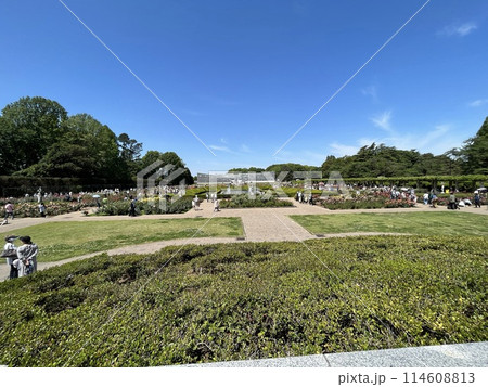 新緑が美しい春の公園 114608813