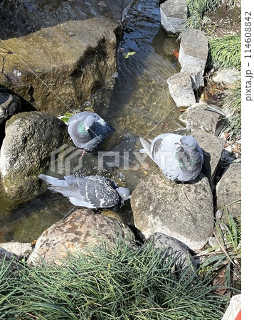 仲睦まじく水浴びする鳩トリオ 114608842