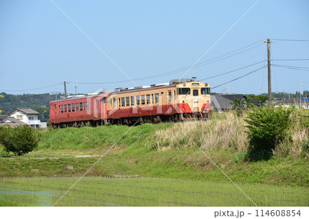 初夏の築堤を走る 小湊鐵道 キハ40形 114608854