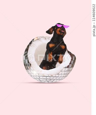 Stylish dachshund dog wearing pixelated sunglasses sitting into disco ball coconut against pastel pink background. Contemporary art collage. 114609022
