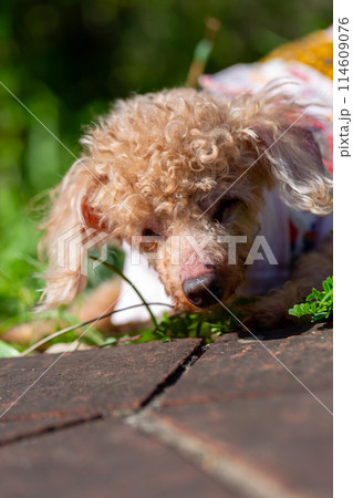 公園で散歩をする老いたトイプードル 公園で散歩をする老いたトイプードル 114609076