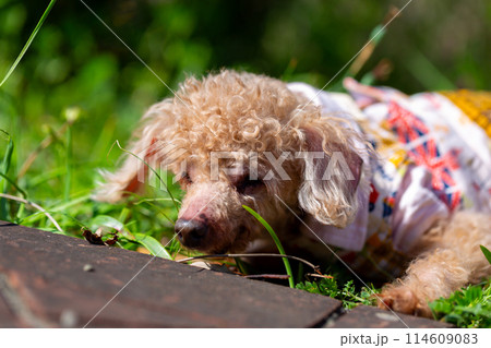 公園で散歩をする老いたトイプードル 公園で散歩をする老いたトイプードル 114609083