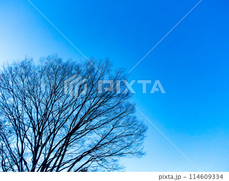 冬の青空とケヤキの大木のシルエット 114609334