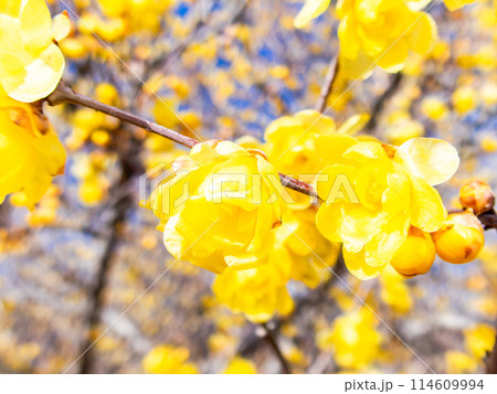 新春に咲く満開で香り高いロウバイ 新春に咲く満開で香り高いロウバイ 114609994