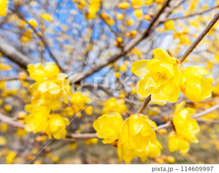新春に咲く満開で香り高いロウバイ 114609997