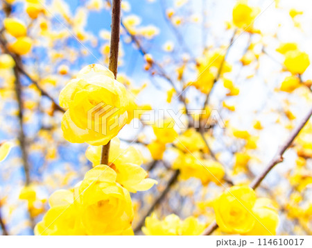 新春に咲く満開で香り高いロウバイ 114610017