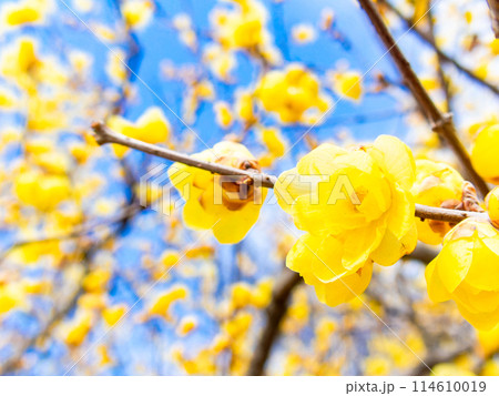 新春に咲く満開で香り高いロウバイ 114610019