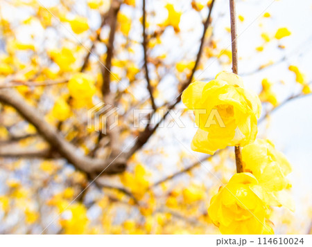 新春に咲く満開で香り高いロウバイ 114610024