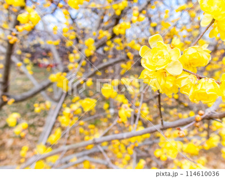新春に咲く満開で香り高いロウバイ 114610036