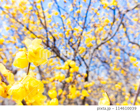 新春に咲く満開で香り高いロウバイ 114610039