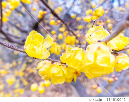 新春に咲く満開で香り高いロウバイ 114610041