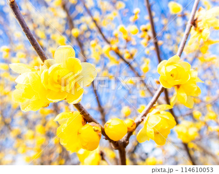 新春に咲く満開で香り高いロウバイ 114610053