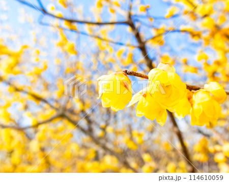 新春に咲く満開で香り高いロウバイ 114610059