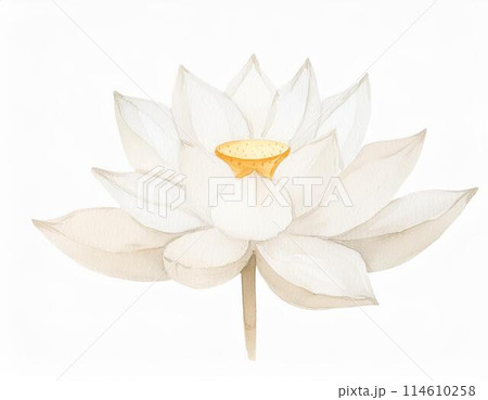 蓮の花 114610258