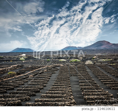 large vineyards near volcanic mountains large vineyards near volcanic mountains 114610611