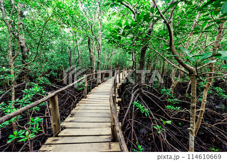 wooden walkway in african forest 114610669