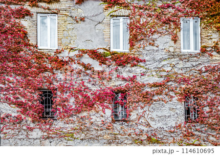 house wall covered with red autumn vine in Kutaisi house wall covered with red autumn vine in Kutaisi 114610695