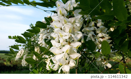 A cluster of flowers of white flowering acacia. The bee sits on the flowers, collects nectar. A cluster of flowers of white flowering acacia. The bee sits on the flowers, collects nectar. 114611342