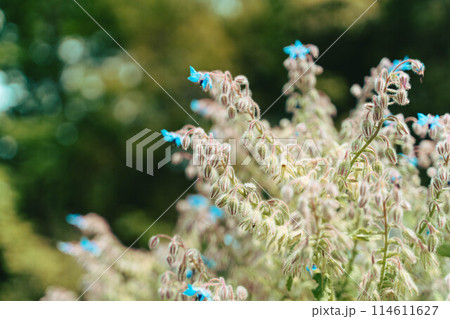 風に揺れる藤の花 風に揺れる藤の花 114611627