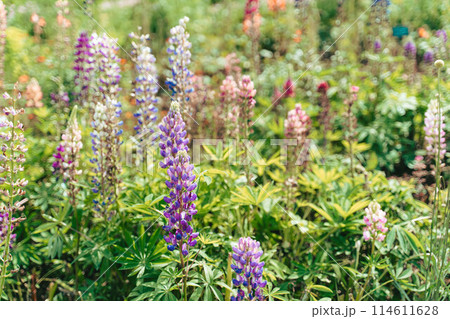 春の花壇に咲くルピナスの花 114611628