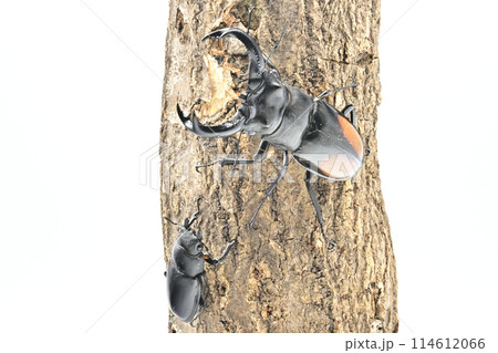 パリーフタマタクワガタ パリーフタマタクワガタ 114612066
