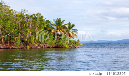 Coastal landscape with palm trees and mangrove forest of Samana bay 114612295