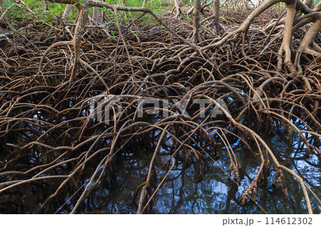 Roots of mangrove trees growing in the water. Samana Roots of mangrove trees growing in the water. Samana 114612302