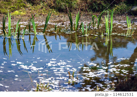 水辺の春景色 水辺の春景色 114612531