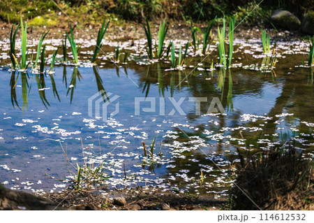 水辺の春景色 水辺の春景色 114612532