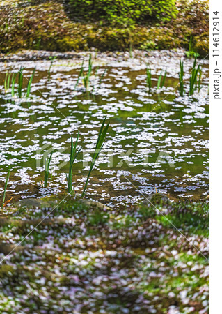 水面に浮かぶ桜の花びら 114612914