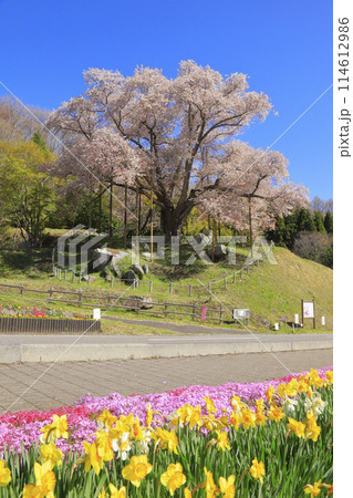 満開の越代の桜 満開の越代の桜 114612986