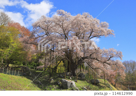 満開の越代の桜 満開の越代の桜 114612990