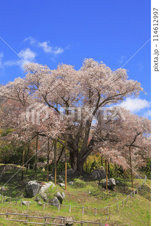 満開の越代の桜 満開の越代の桜 114612997