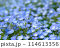 ネモフィラの花 114613356