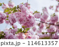 八重桜の花 114613357