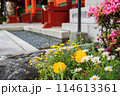 神田明神の隨神門脇に咲いている花 114613361