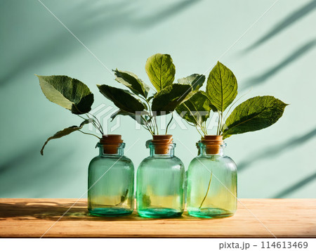 Minimalist skincare packaging apothecary jars green leaves light wood table diffused natural lighting 114613469