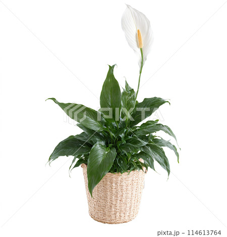 Peace Lily plant with dark green glossy leaves and white spathes in a woven basket 114613764