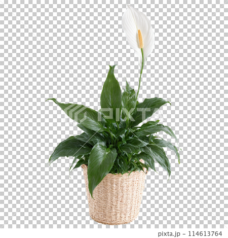 Peace Lily plant with dark green glossy leaves and white spathes in a woven basket Peace Lily plant with dark green glossy leaves and white spathes in a woven basket 114613764