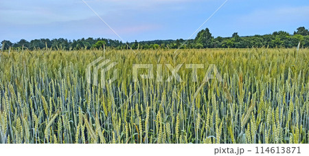 Summer field with growing plants of cereals. Natural food ingredients 114613871