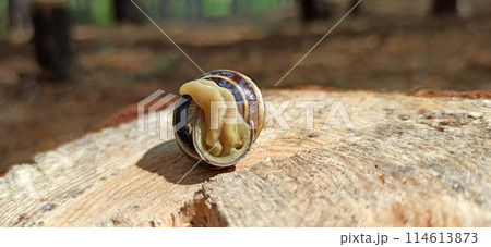 Snail in a shell. snail house. Helix lucorum living in the forest 114613873