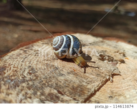 Snail in a shell. snail house. Helix lucorum living in the forest Snail in a shell. snail house. Helix lucorum living in the forest 114613874
